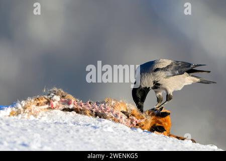 Hooded crow (Corvus cornix) feeding on the carcasess of a red fox. Photo from Telemark, southern Norway. Stock Photo