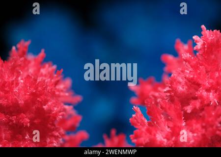 Macro image red salt crystal on blue background Stock Photo