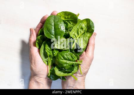 fresh spinach leaves in elderly woman's palms on white wooden background Stock Photo