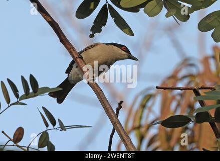 Northern Puffback (Dryoscopus gambensis gambensis) adult male perched on branch  Shai Hills, Ghana, Africa.               November Stock Photo