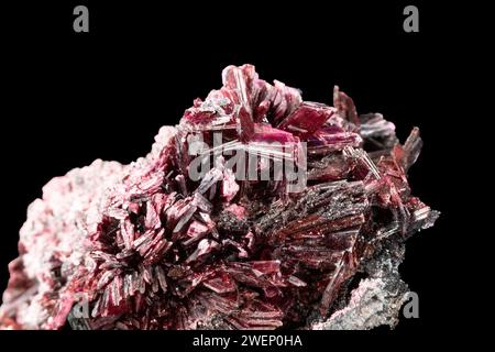 Closeup of red erythrite bladed crystals from Morocco, on host rock. Black background. Stock Photo