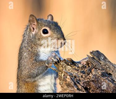 A closeup shot of an eastern gray squirrel on a broken tree branch. Dover, Tennessee Stock Photo