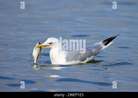 European herring gull (Larus argentatus) swimming with big fish prey in beak Stock Photo