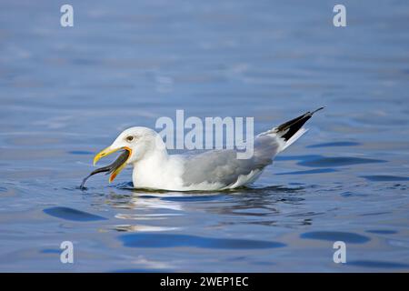 European herring gull (Larus argentatus) swimming and swallowing big fish Stock Photo