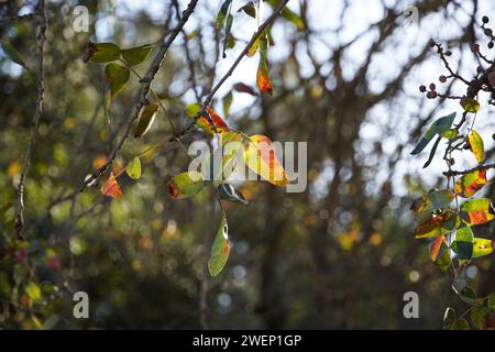 Colorful autumn leaves glowing in the sun light Stock Photo