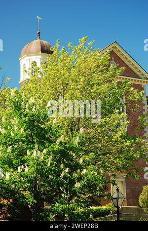 A large tree stands in front of the Whaling Museum in New Bedford, Massachusetts Stock Photo