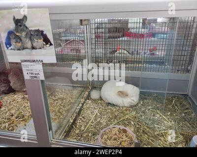 White chinchilla sleeps in the corner of the cage Stock Photo