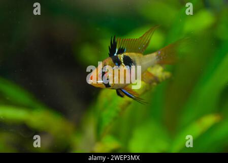 Water life of Ram cichlid in the aquarium Stock Photo