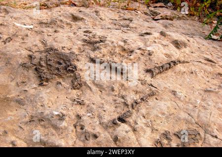 Fossils from the Devonian period are embedded into the limestone at the Falls of the Ohio State Park in Indiana Stock Photo