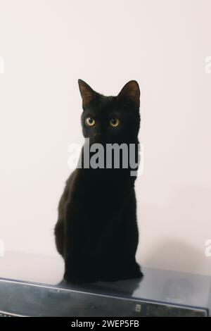 Black cat perched on electronic device against white backdrop Stock Photo