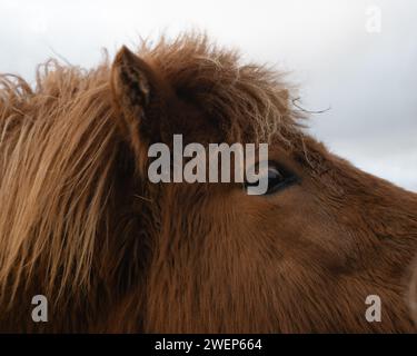 Close-up of a majestic horse with flowing mane and brown coat against a moody gray sky Stock Photo