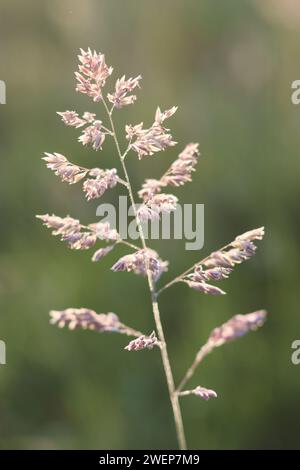 Close up of long grasses in a hay meadow, illuminated by golden evening sunshine Stock Photo