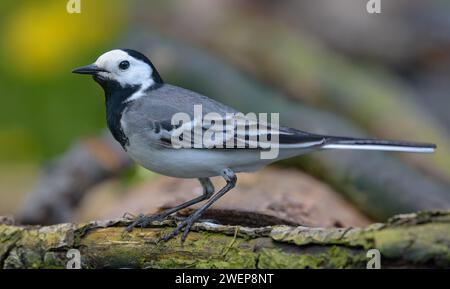 Adult male White wagtail (Motacilla alba) posing on large branch with woody background Stock Photo