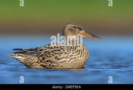 Female Northern Shovelers (Spatula clypeata) in high surface swimming with lifted body over water pond in spring breeding season Stock Photo