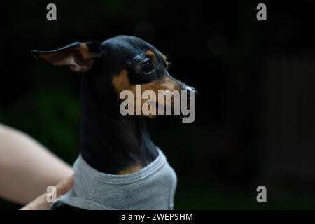 Miniature pinscher in the park. Selective focus. Shorthair. Stock Photo