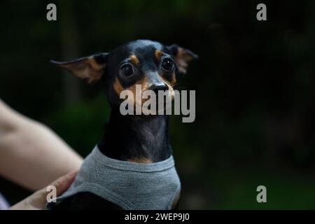 Miniature pinscher in the park. Selective focus. Shorthair. Stock Photo