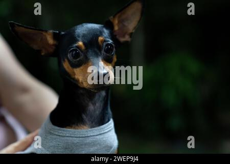 Miniature pinscher in the park. Selective focus. Shorthair. Stock Photo