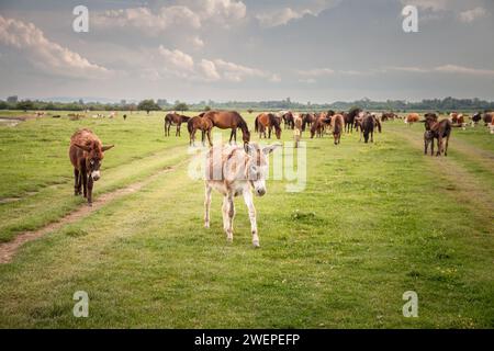 Picture of cattle, a mule and a donkey, posing in front of a camera in Zasavica, Serbia, during a cloudy grey afternoon. The mule is a domestic equine Stock Photo