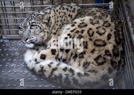 Kathmandu, Nepal. 26th Jan, 2024. An injured snow leopard cub, was rescued from Morang and brought to the Central Zoo in Lalitpur. A snow leopard was typically found at elevation of 2500 meters above from sea level, was spotted in the Tarai lowland at 150 meters. This is a rare occurrence of discovering high-elevation animals in lowland areas. However, similar cases have been reported in Mongolia and Russia, where snow leopards and Himalayan wolves were also recorded in lowland regions at about 500 metres. According to conservation scientist Dr. Madhu Chhetri, the snow leopard might have des Stock Photo
