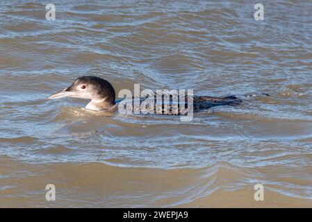 Juvenile common loon or great northern diver (Gavia immer) on the Thames Estuary near Southend Pier, Southend on Sea, Essex, UK Stock Photo