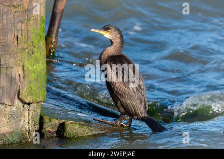 Immature Shag, Cormorant, of Phalacrocoracidae family, on wooden slipway on Southend Pier in the Thames Estuary, Essex, UK Stock Photo