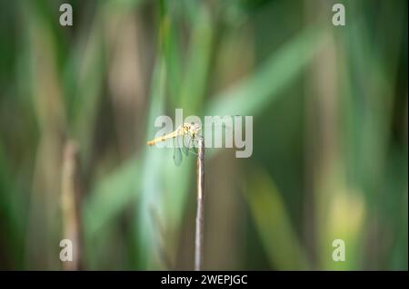 Ruddy darter (Sympetrum sanguineum) Stock Photo