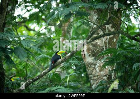 keel-billed toucan in costa rica Stock Photo