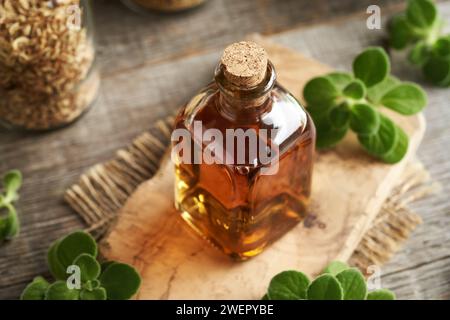 A bottle of homemade Plectranthus amboinicus syrup for common cold, with fresh leaves Stock Photo