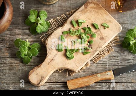 Sliced Coleus amboinicus leaves - preparation of herbal syrup or tincture Stock Photo