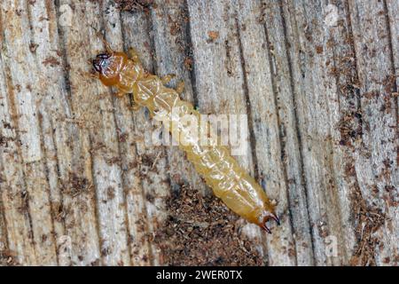 Scarce cardinal beetle larva (Schizotus pectinicornis) under the bark. Stock Photo