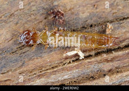 Scarce cardinal beetle larva (Schizotus pectinicornis) under the bark. Stock Photo