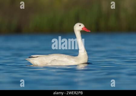 Coscoroba swan swimming in a lagoon , La Pampa Province, Patagonia, Argentina. Stock Photo