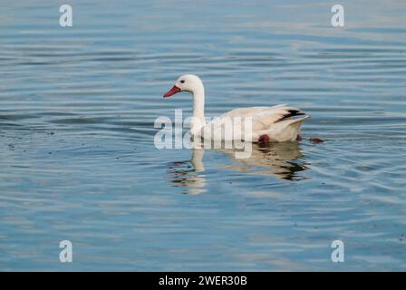 Coscoroba swan swimming in a lagoon , La Pampa Province, Patagonia, Argentina. Stock Photo