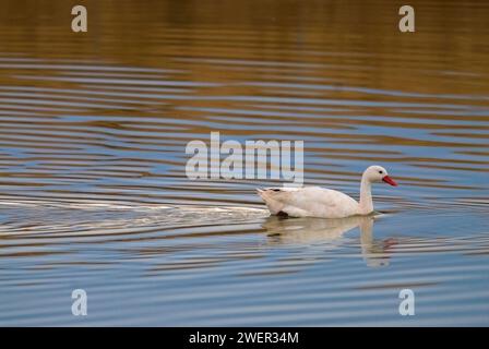 Coscoroba swan swimming in a lagoon , La Pampa Province, Patagonia, Argentina. Stock Photo