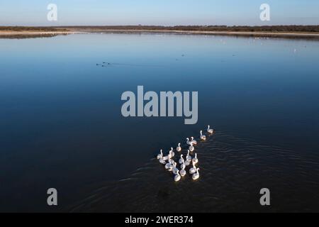 Coscoroba swan swimming in a lagoon , La Pampa Province, Patagonia, Argentina. Stock Photo