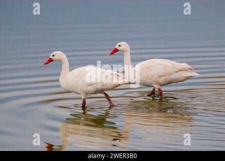 Coscoroba swan swimming in a lagoon , La Pampa Province, Patagonia, Argentina. Stock Photo