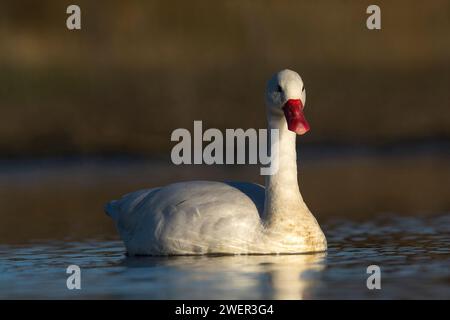 Coscoroba swan swimming in a lagoon , La Pampa Province, Patagonia, Argentina. Stock Photo