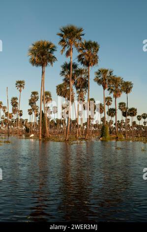 Palms landscape in La Estrella Marsh, Formosa province, Argentina. Stock Photo