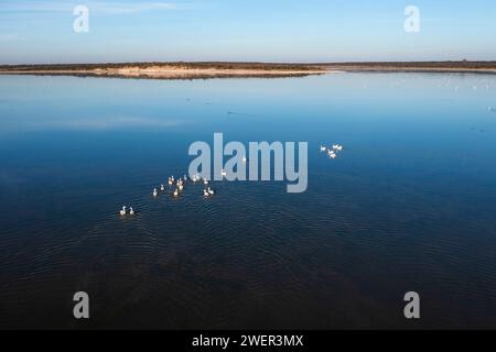 Coscoroba swan swimming in a lagoon , La Pampa Province, Patagonia, Argentina. Stock Photo