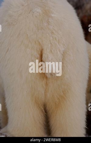 polar bear, Ursus maritimus, tail and rear end, 1002 coastal plain of the Arctic National Wildlife Refuge, Alaska Stock Photo