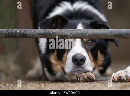 Border Collie Sheepdogs in a sheep pen, keeping an eye on sheep. North Yorkshire, UK. Stock Photo