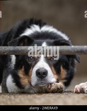 Border Collie Sheepdogs in a sheep pen, keeping an eye on sheep. North Yorkshire, UK. Stock Photo