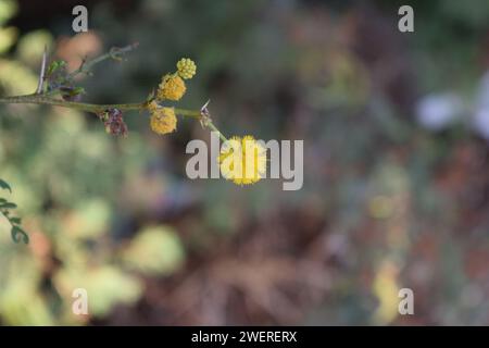 Focus sweet babool plant, acacia arabica, acacia nilotica, acacia caven, vachellia farnesiana Stock Photo