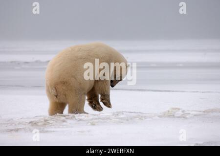 polar bear, Ursus maritimus, trying to break a hole in the pack ice, 1002 area of the Arctic National Wildlife Refuge, Alaska Stock Photo