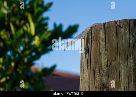 Wild snake shed skin in Florida mouth open, eye scale intact; perfect snake shed; on fence post with light blue sky background. Stock Photo
