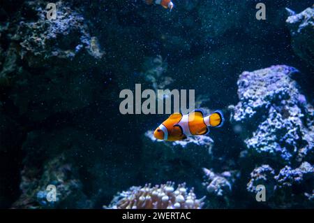 Clown anemonefish (Amphiprion ocellaris) swimming inside one of the marine aquarium tanks of AquaRio public aquarium located in Gamboa district. Stock Photo