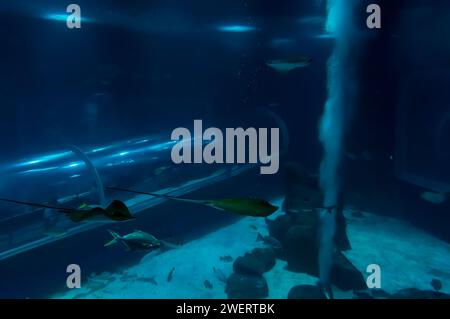 A big shark marine aquarium tank with a transparent glass pedestrian tunnel passing at the back in AquaRio public aquarium located in Gamboa district. Stock Photo