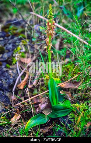 Man Orchids (Orchis anthropophora = Aceras anthropophorum), Orchidaceae. Wild european orchid. rare plant. Italy, Tuscany, Stock Photo