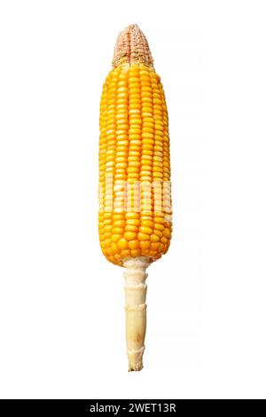 Mature corn cob isolated on white background Stock Photo
