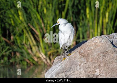 Snowy Egret (Egretta thula) Stock Photo